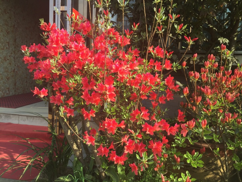 杜鹃苗黄红白紫，纯野生