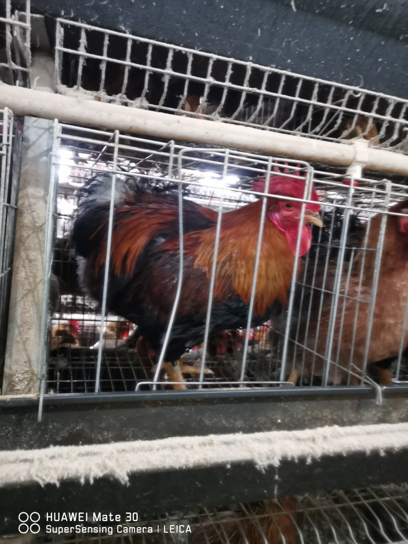 新北麻鸡白羽速生鸡几十万只养殖公鸡母鸡整车代收发山西运城