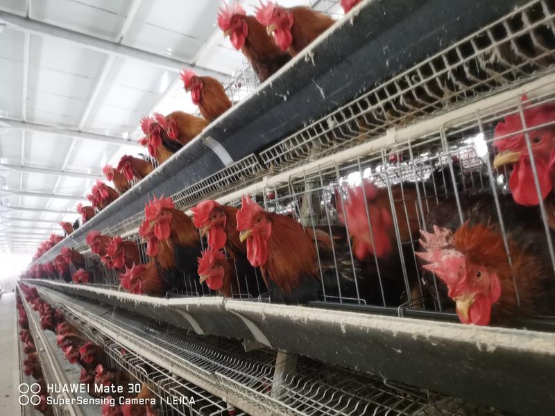 新北麻鸡白羽速生鸡几十万只养殖公鸡母鸡整车代收发山西运城