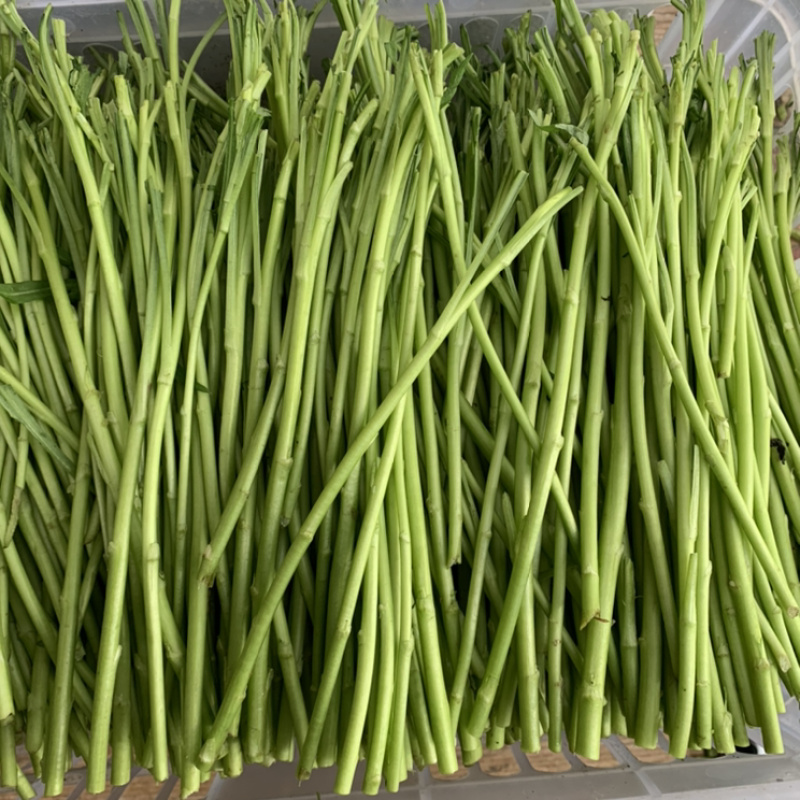 芦蒿基地精品芦蒿大量供应