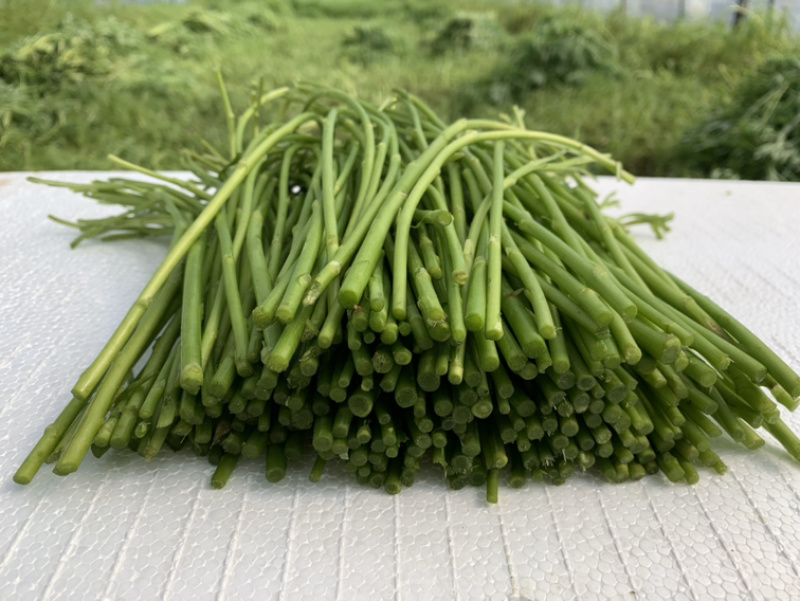 芦蒿基地精品芦蒿大量供应