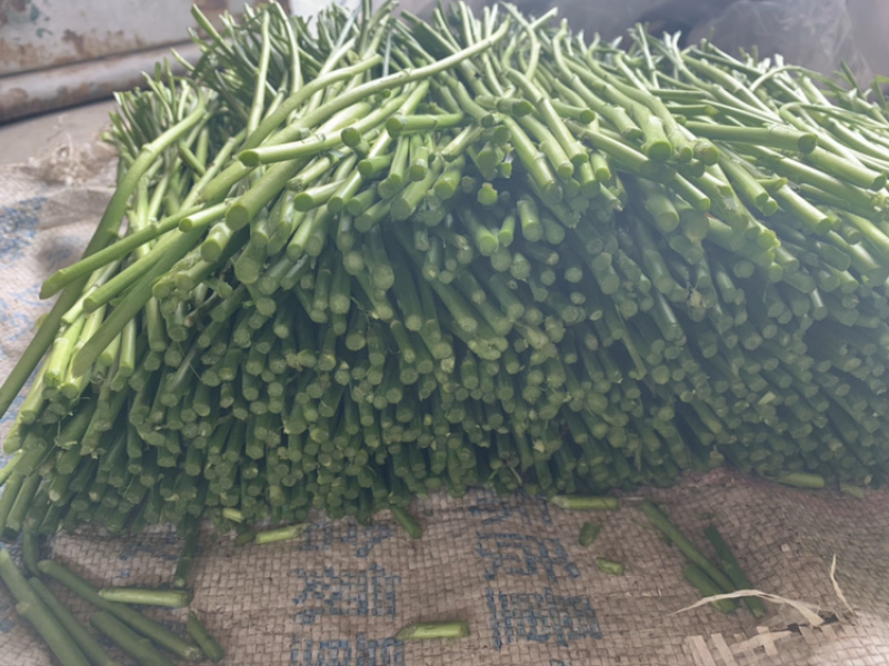 芦蒿基地精品芦蒿大量供应