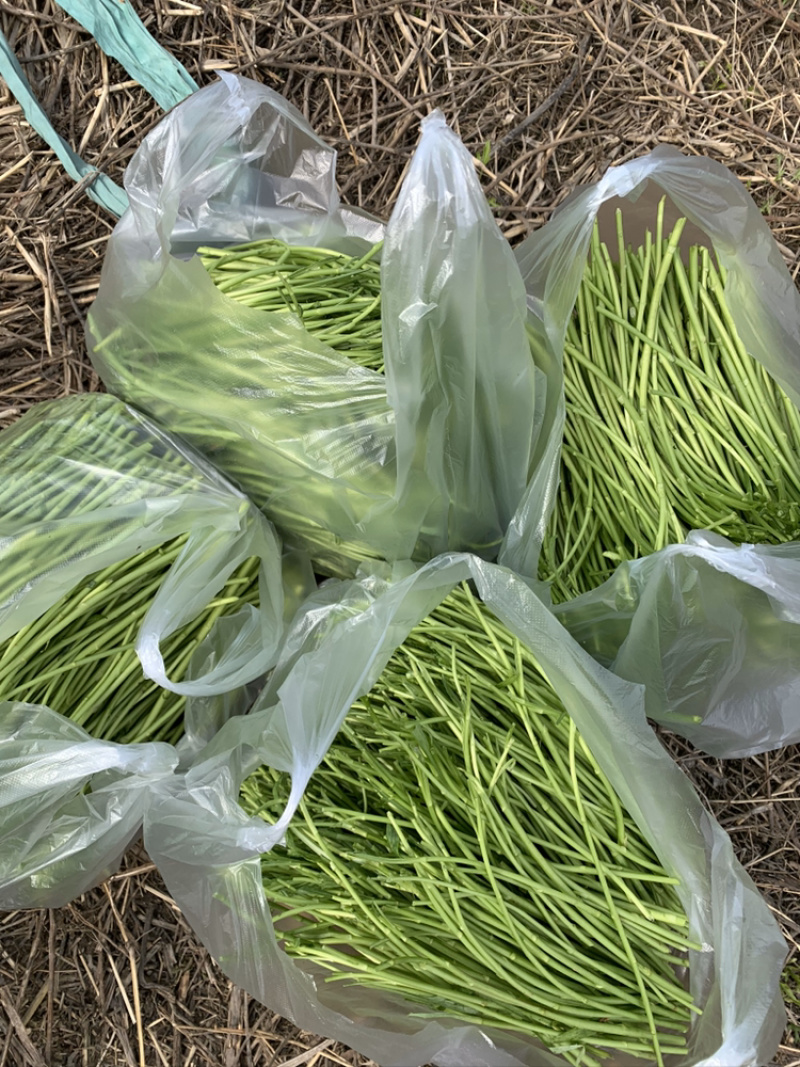 芦蒿基地精品芦蒿大量供应