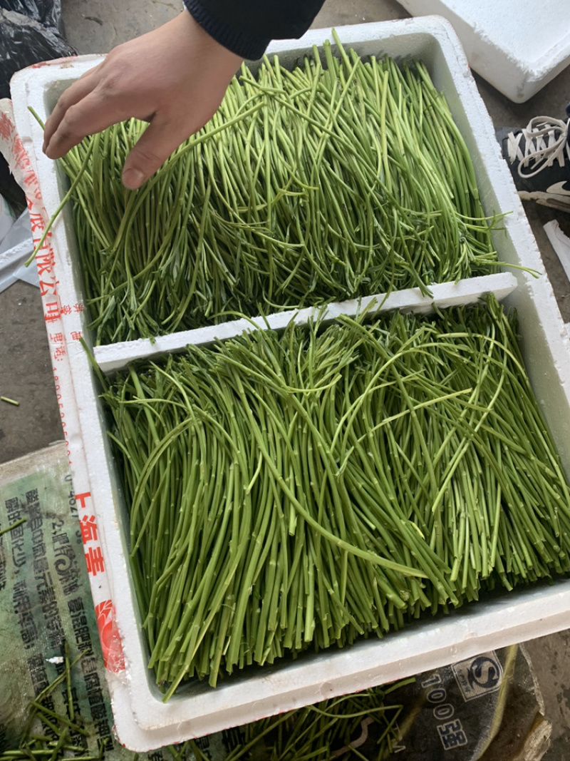芦蒿基地精品芦蒿大量供应