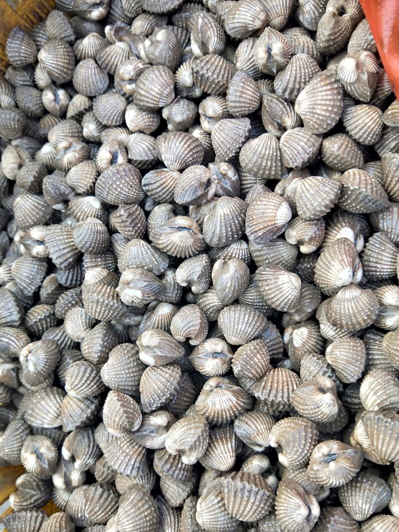 鲜活宁蛤鲜活血蛤三门泥银蚶蛤蜊可生呛花哈贝类海鲜水产