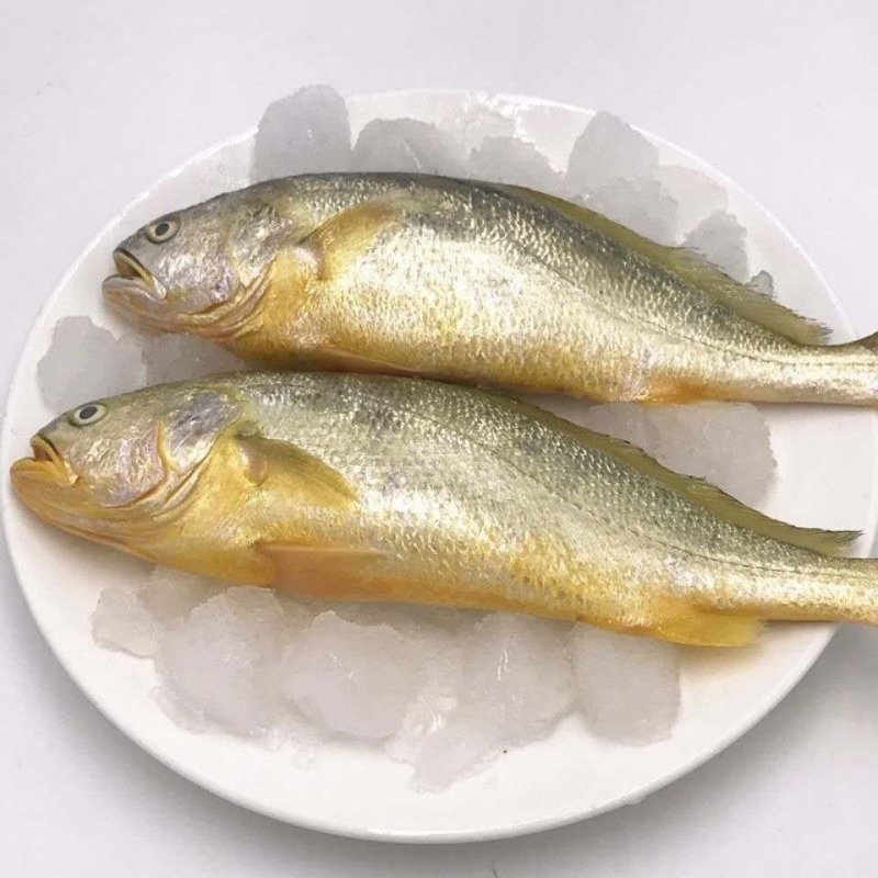 大黄鱼冷冻大黄鱼鲜冻大黄鱼整箱东海大黄花鱼新鲜大黄鱼鲜活