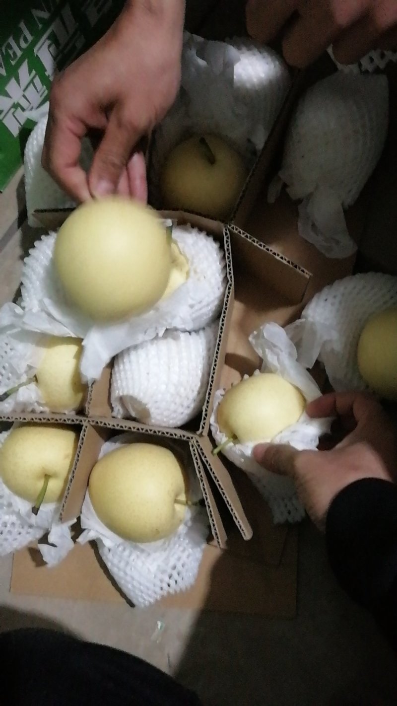 赵县皇冠梨大量开始下树价格便宜