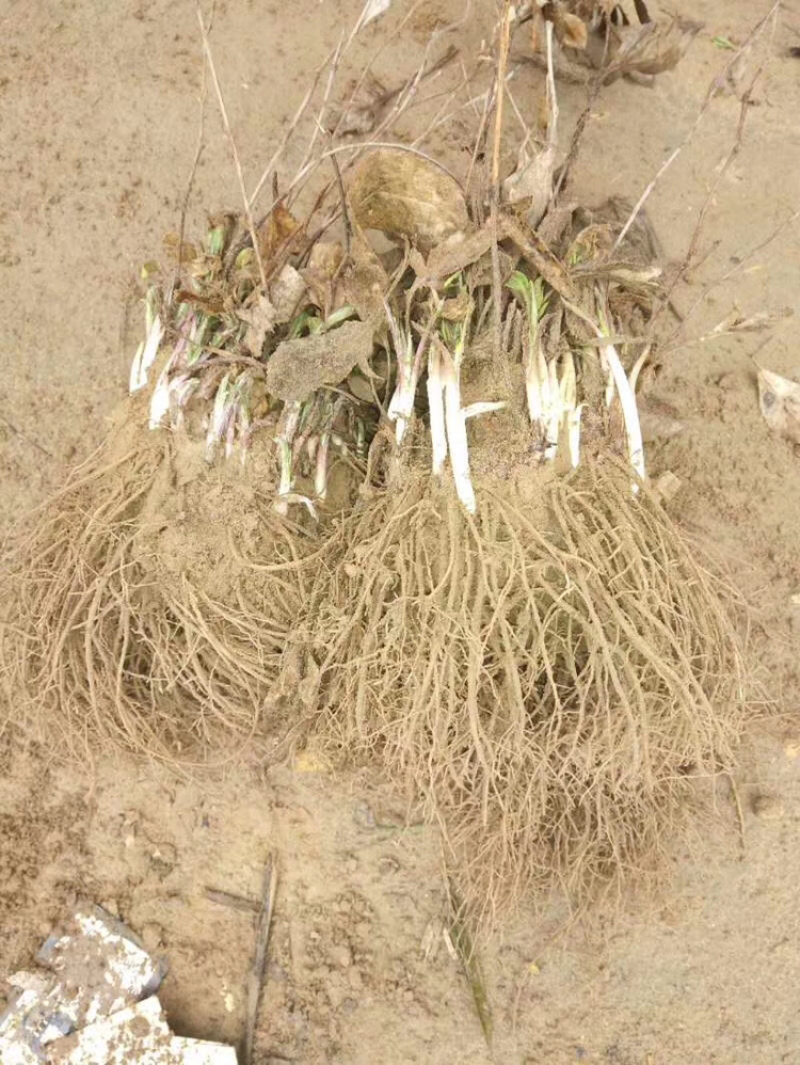 朱砂点苍术芽，基地一手货源，生晒术。易管理，产量高