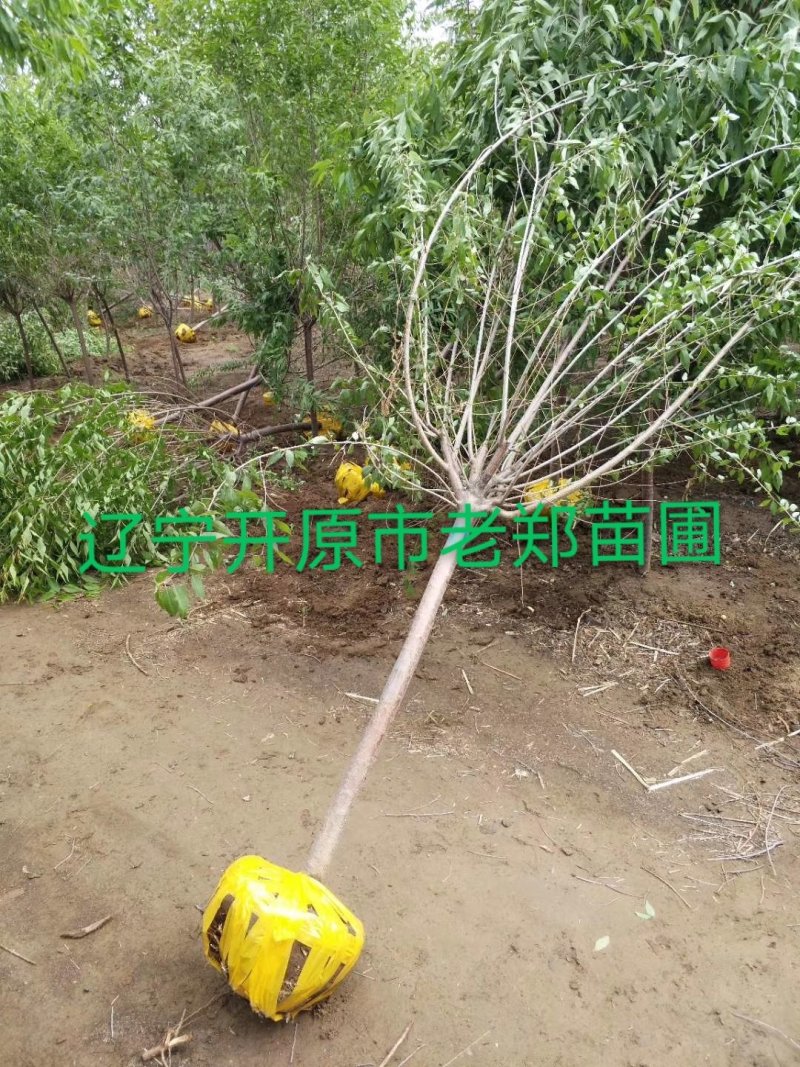 批发金叶榆彩叶行道树中华金叶榆东北绿化苗木
