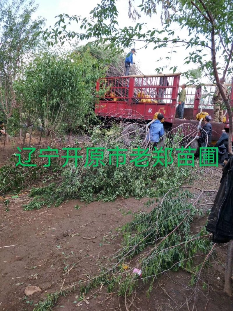 批发金叶榆彩叶行道树中华金叶榆东北绿化苗木