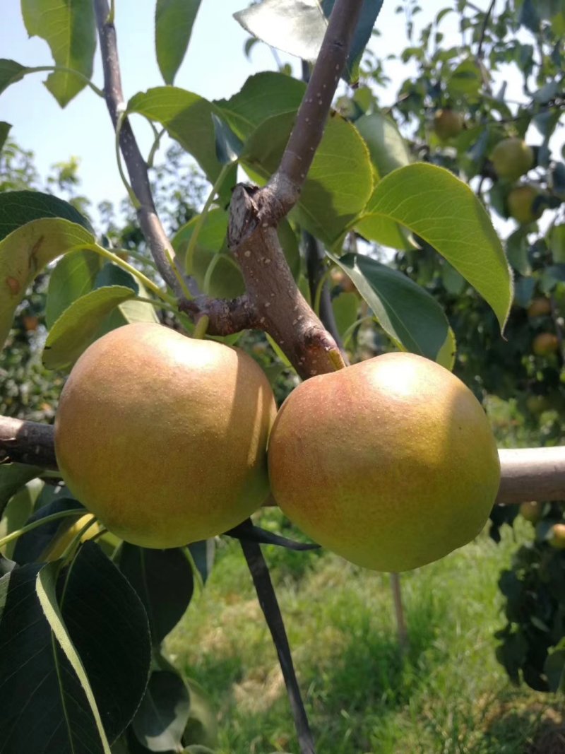 玉露香梨🍐口感脆甜可口汁多肉细嫩
