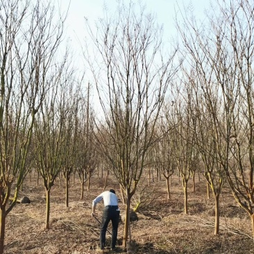 紫薇8公分9公分紫薇10公分紫薇紫薇价格苗圃直发