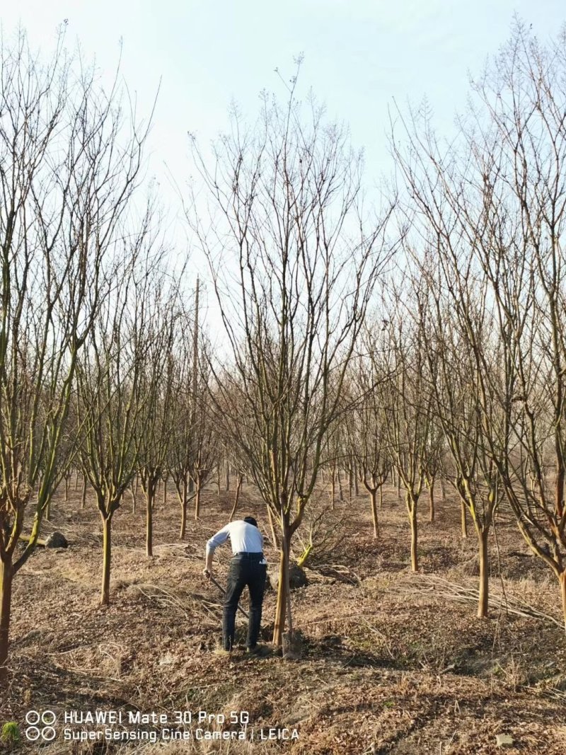 紫薇8公分9公分紫薇10公分紫薇紫薇价格苗圃直发