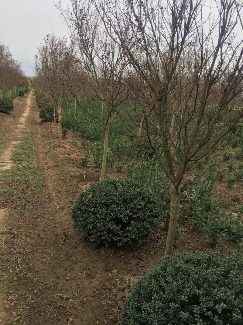 紫薇8公分9公分紫薇10公分紫薇紫薇价格苗圃直发