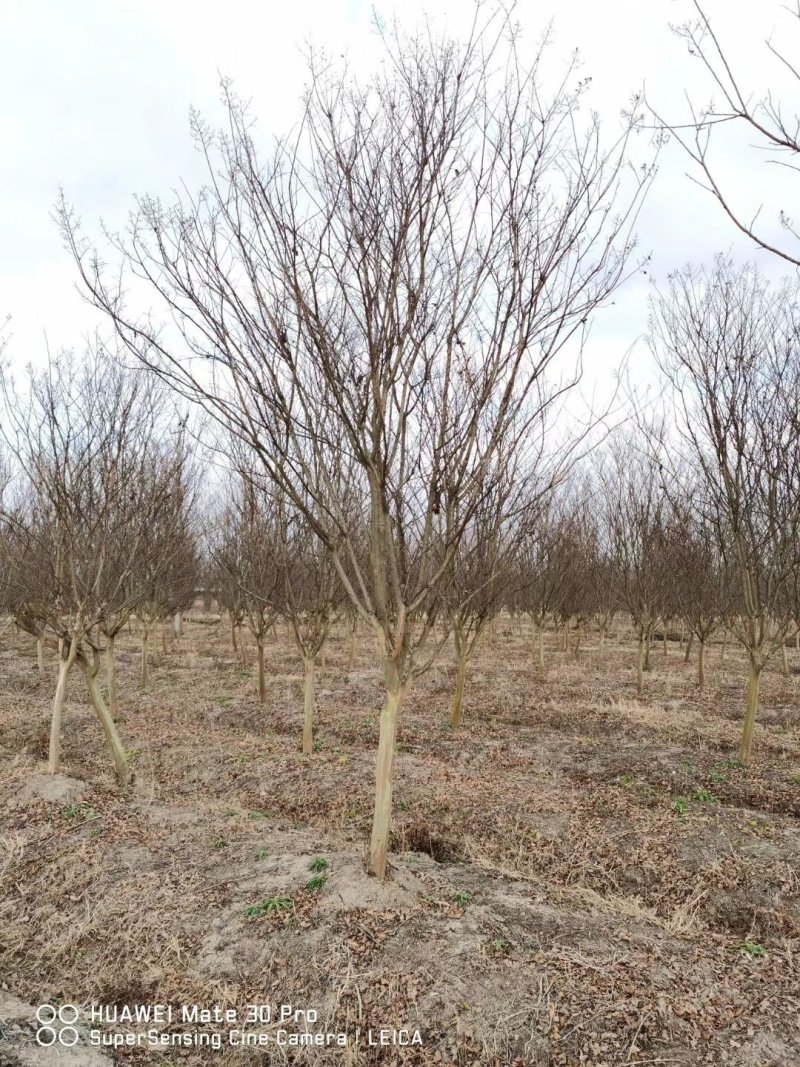 紫薇8公分9公分紫薇10公分紫薇紫薇价格苗圃直发