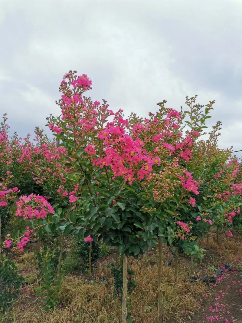紫薇8公分9公分紫薇10公分紫薇紫薇价格苗圃直发