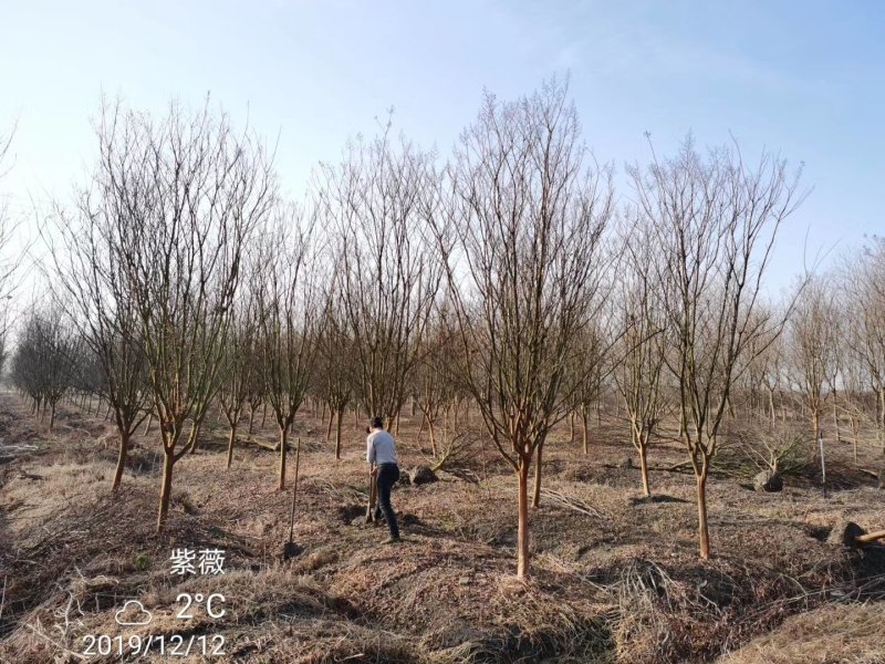 紫薇8公分9公分紫薇10公分紫薇紫薇价格苗圃直发