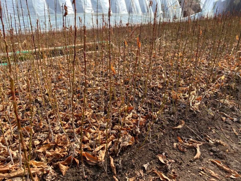 批发红花麦李麦李扦插小苗植株粗壮东北绿化小苗