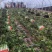 红叶莴笋大量上市支持视频看货当阳市同新果蔬种植专业合作社