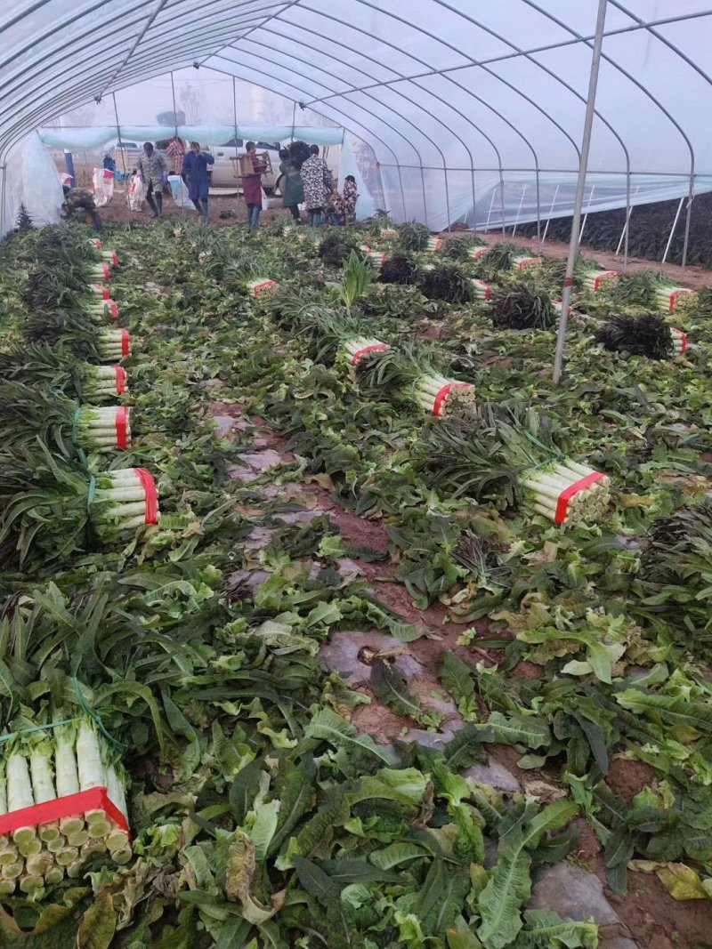 红叶莴笋大量上市支持视频看货当阳市同新果蔬种植专业合作社
