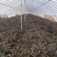 红叶莴笋大量上市支持视频看货当阳市同新果蔬种植专业合作社