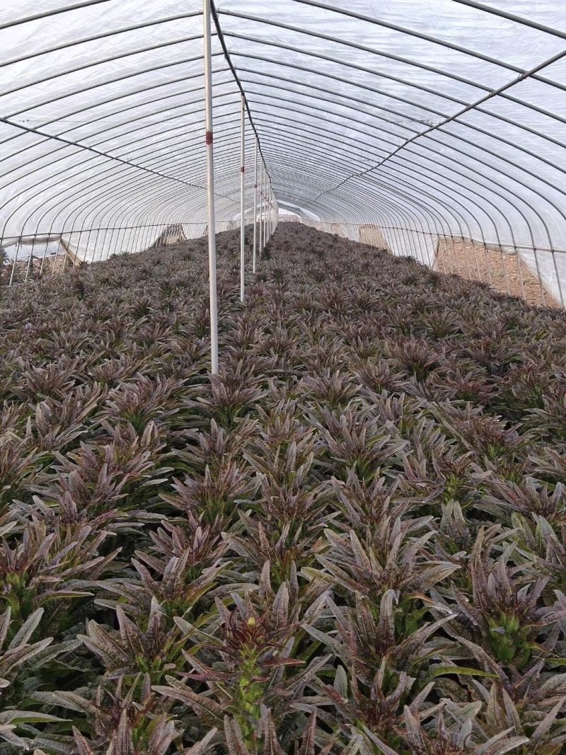 红叶莴笋大量上市支持视频看货当阳市同新果蔬种植专业合作社
