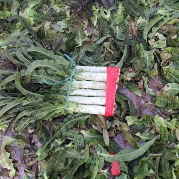 红叶莴笋大量上市支持视频看货当阳市同新果蔬种植专业合作社
