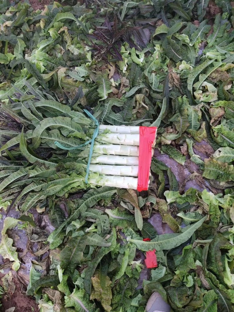 红叶莴笋大量上市支持视频看货当阳市同新果蔬种植专业合作社