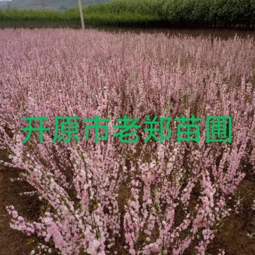 现苗红花麦李花灌木及小苗规格齐全实地看苗订购