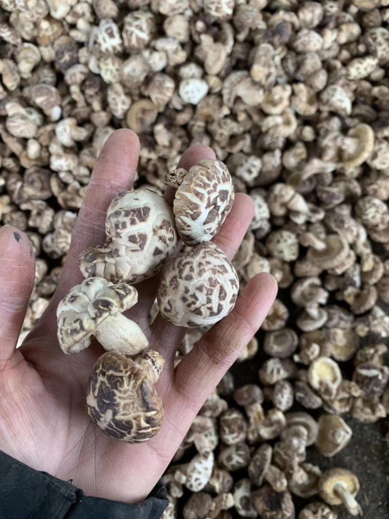 花菇，大中小，每0.5相隔过筛1.8到12