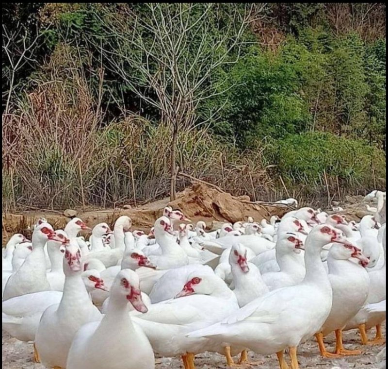 小种白番鸭，全国发货，欢迎提前沟通，大量上市。