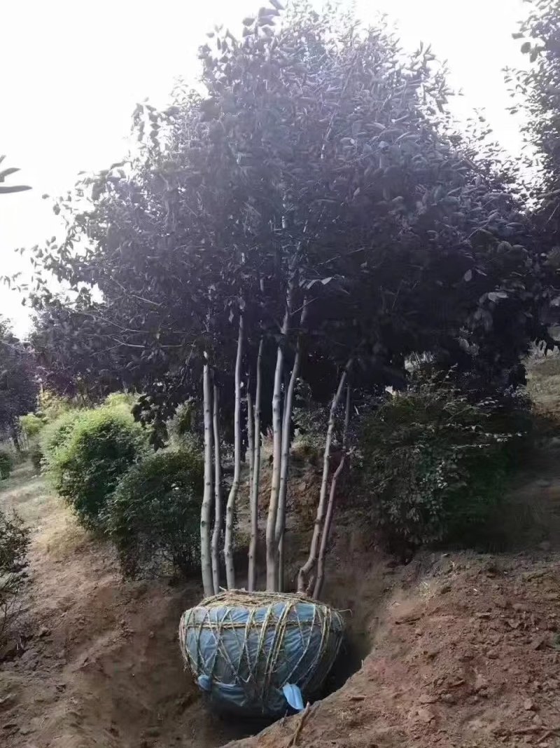 现苗红皮云杉青仟云杉东北密枝云杉实地看苗订购