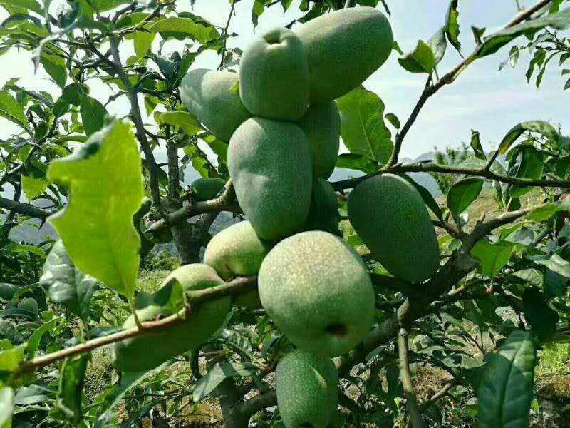 木瓜苗皱皮木瓜苗【药用木瓜】贴梗海棠，酸木瓜