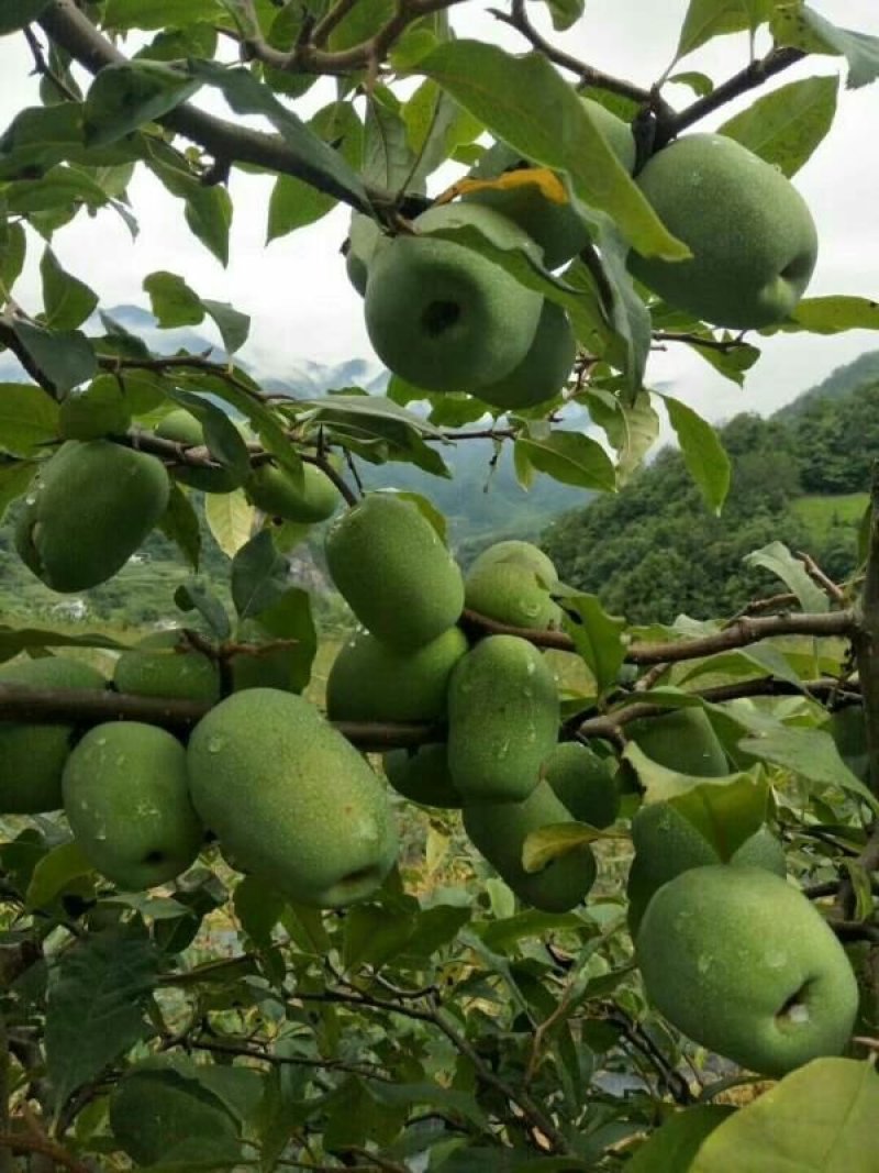 木瓜苗皱皮木瓜苗【药用木瓜】贴梗海棠，酸木瓜
