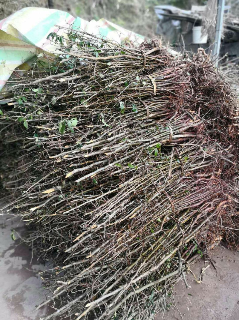木瓜苗皱皮木瓜苗【药用木瓜】贴梗海棠，酸木瓜