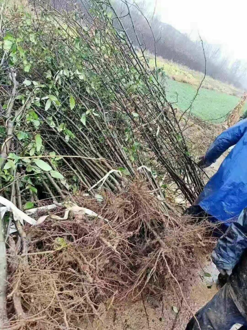 木瓜苗皱皮木瓜苗【药用木瓜】贴梗海棠，酸木瓜