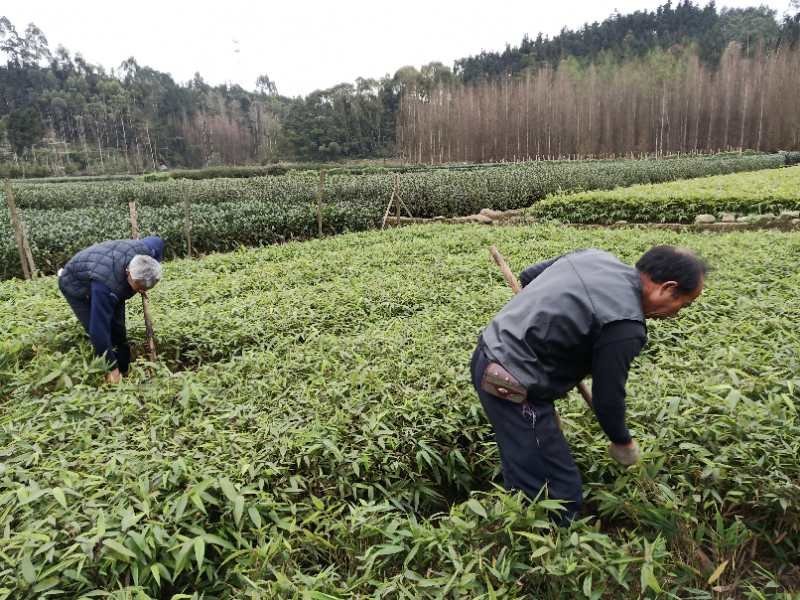 优质一年生无纺布营养杯楠竹苗，竹苗健壮、成活率高
