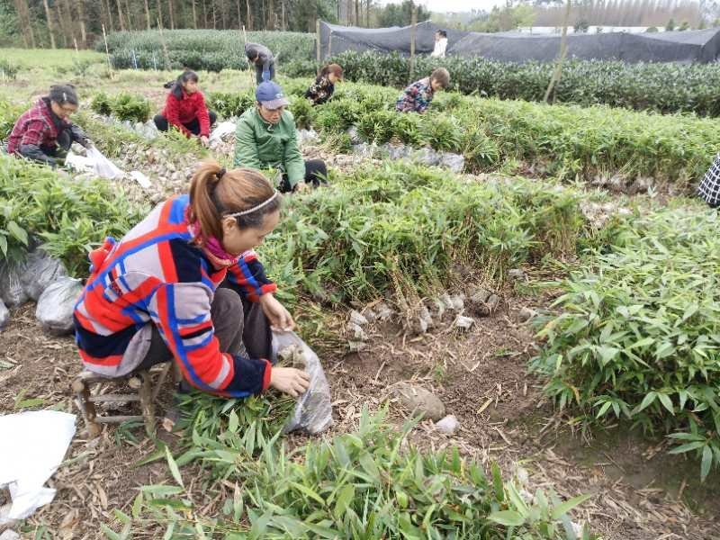 优质一年生无纺布营养杯楠竹苗，竹苗健壮、成活率高