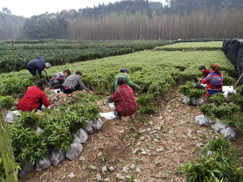 优质一年生无纺布营养杯楠竹苗，竹苗健壮、成活率高