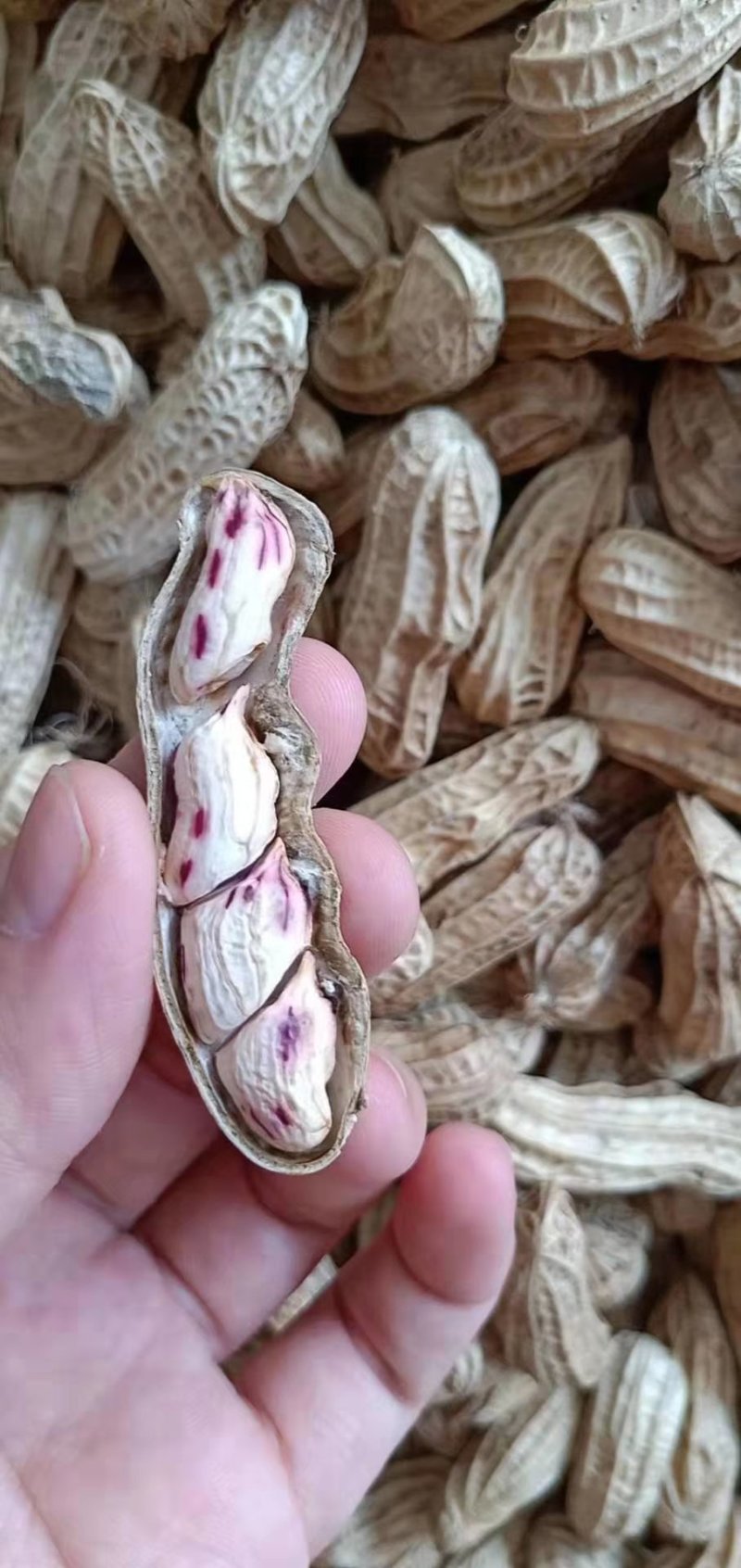 缅甸进口纯天然七彩花生产地直销