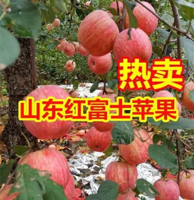 红富士苹果产地价格，三毛起【电商团购优惠保证质量全国发货