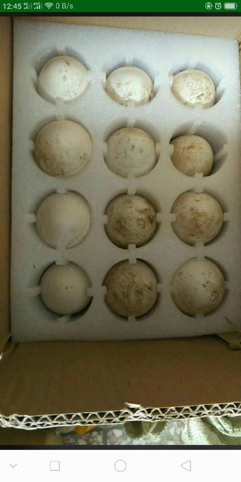 大种种鹅蛋出售，成年鹅均重13斤以上，孵化蛋，全国包邮
