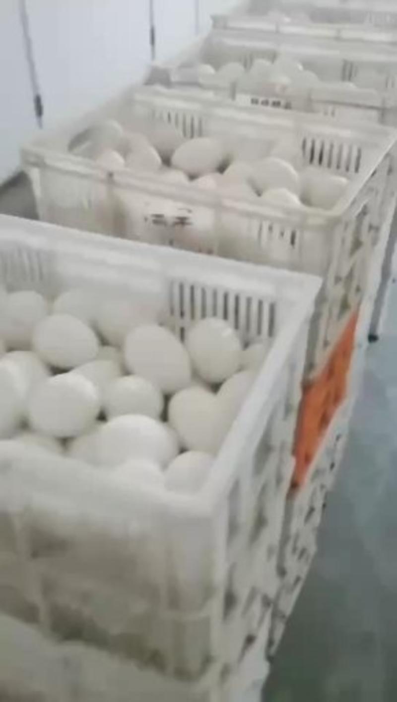 大种种鹅蛋出售，成年鹅均重13斤以上，孵化蛋，全国包邮