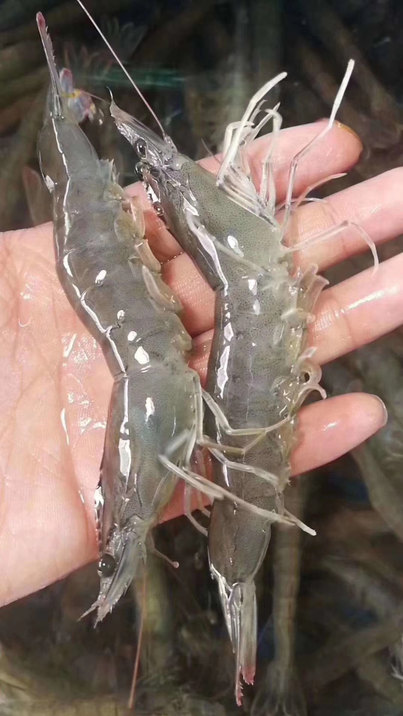 虾苗淡水青虾苗，河虾，草虾，罗氏虾苗，支持全国各地发货