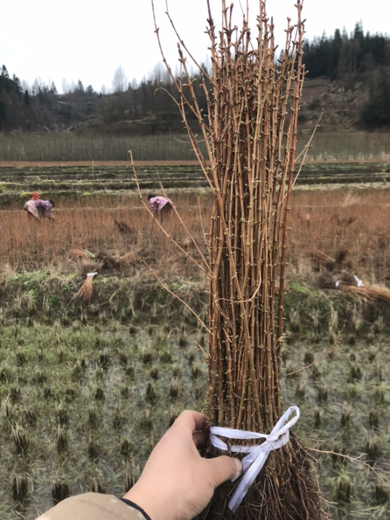水杉苗，水杉小苗，水杉，水杉母树原产区培育品质高品种纯正