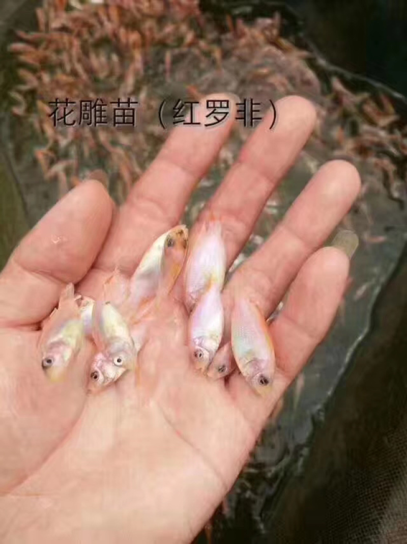 红罗非鱼苗