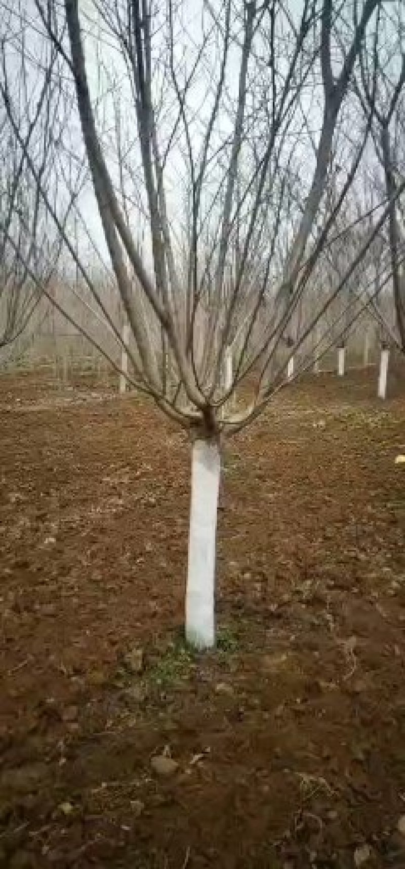 樱花，早樱，晚樱，染井吉野樱，各种规格大量供应。