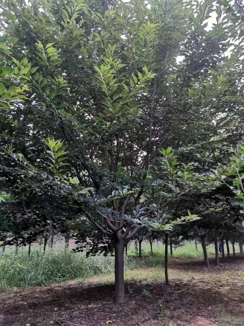 樱花，早樱，晚樱，染井吉野樱，各种规格大量供应。