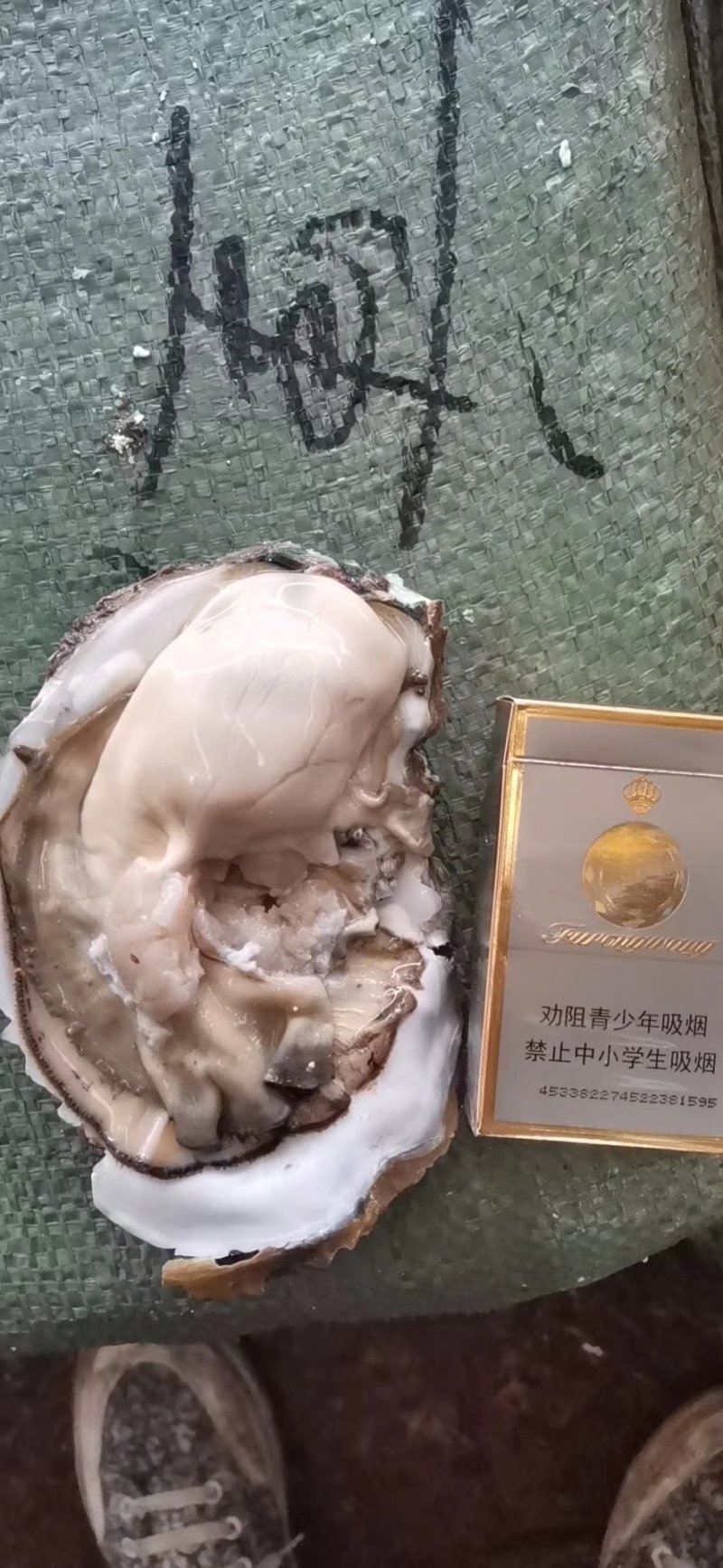 原产地供应商资源，全网低价格，天然脚板蚝，网红手臂蚝