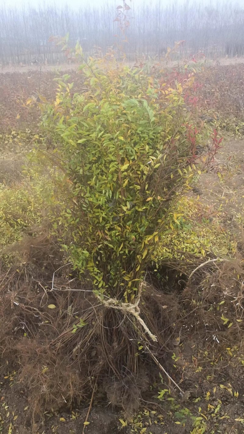 珍珠绣线菊大量出售工程苗播种苗成串的花朵